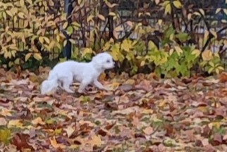 Alerte Découverte Chien Inconnu Berlin Allemagne