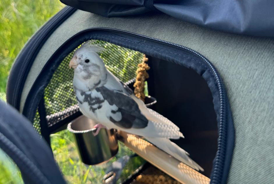 Alerte Disparition Oiseau Mâle , 2026 ans Berlin Allemagne