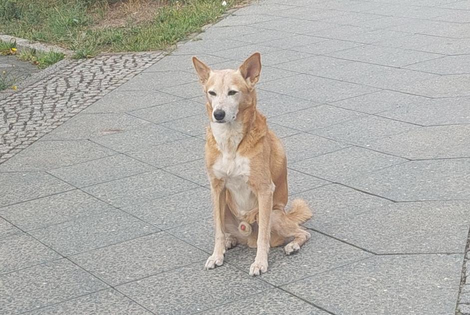 Verdwijningsalarm Hond rassenvermenging Mannetje , 12 jaar Berlin Duitsland