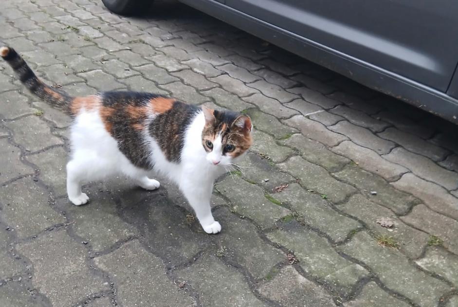 Alerta descoberta Gato Desconhecido Berlin Germany